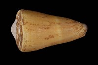 藏品(紫霞芋螺)的圖片